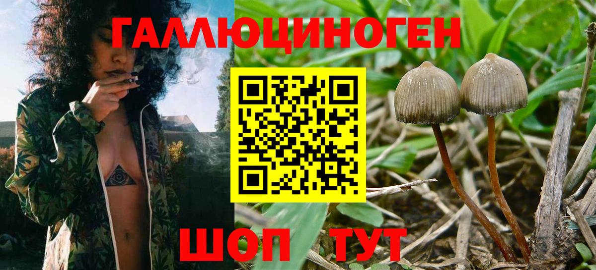 Светлоград  Псилоцибиновые грибы Psilocybine cubensis  Вход с VPN 